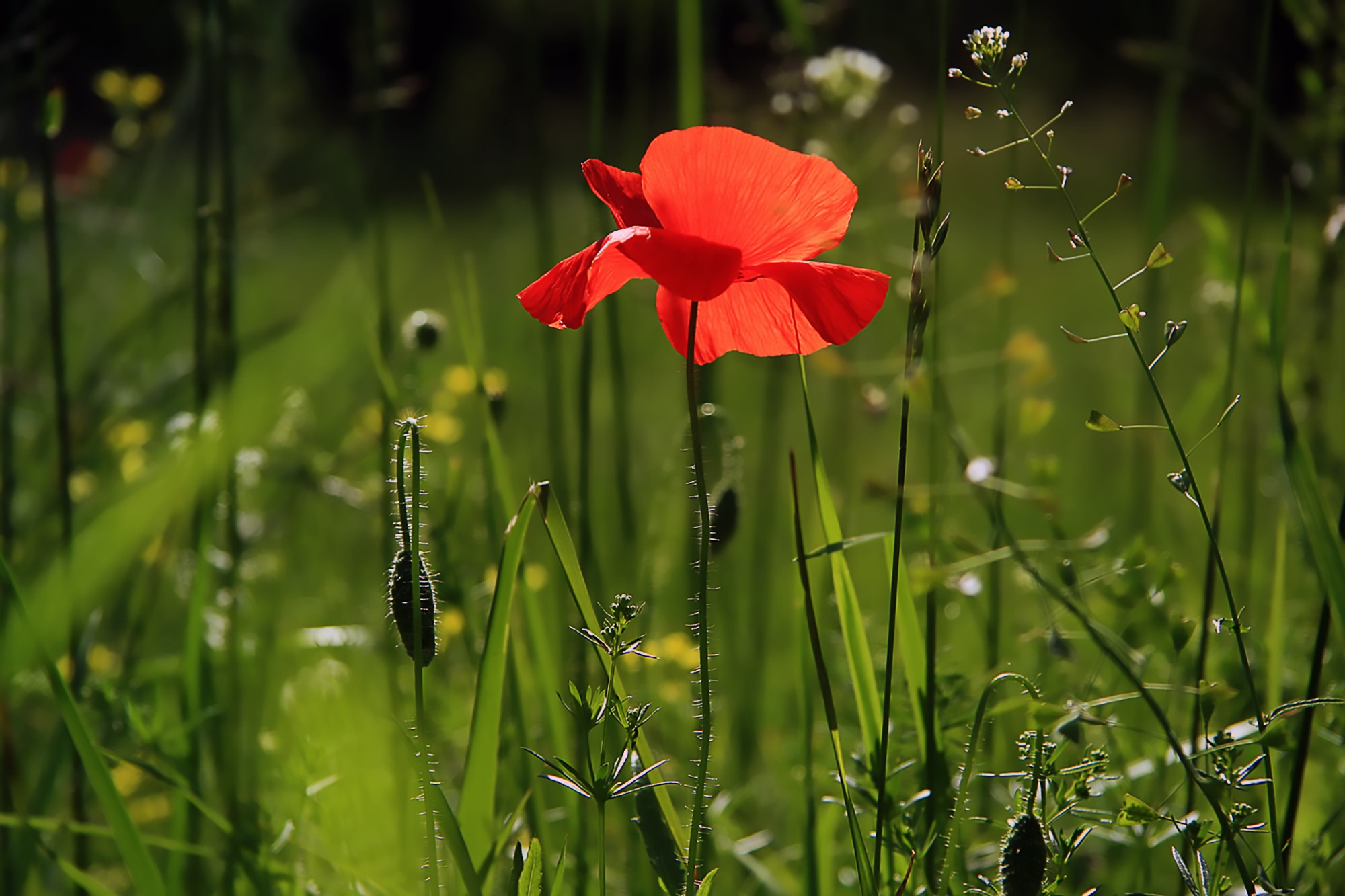 Klatschmohn.